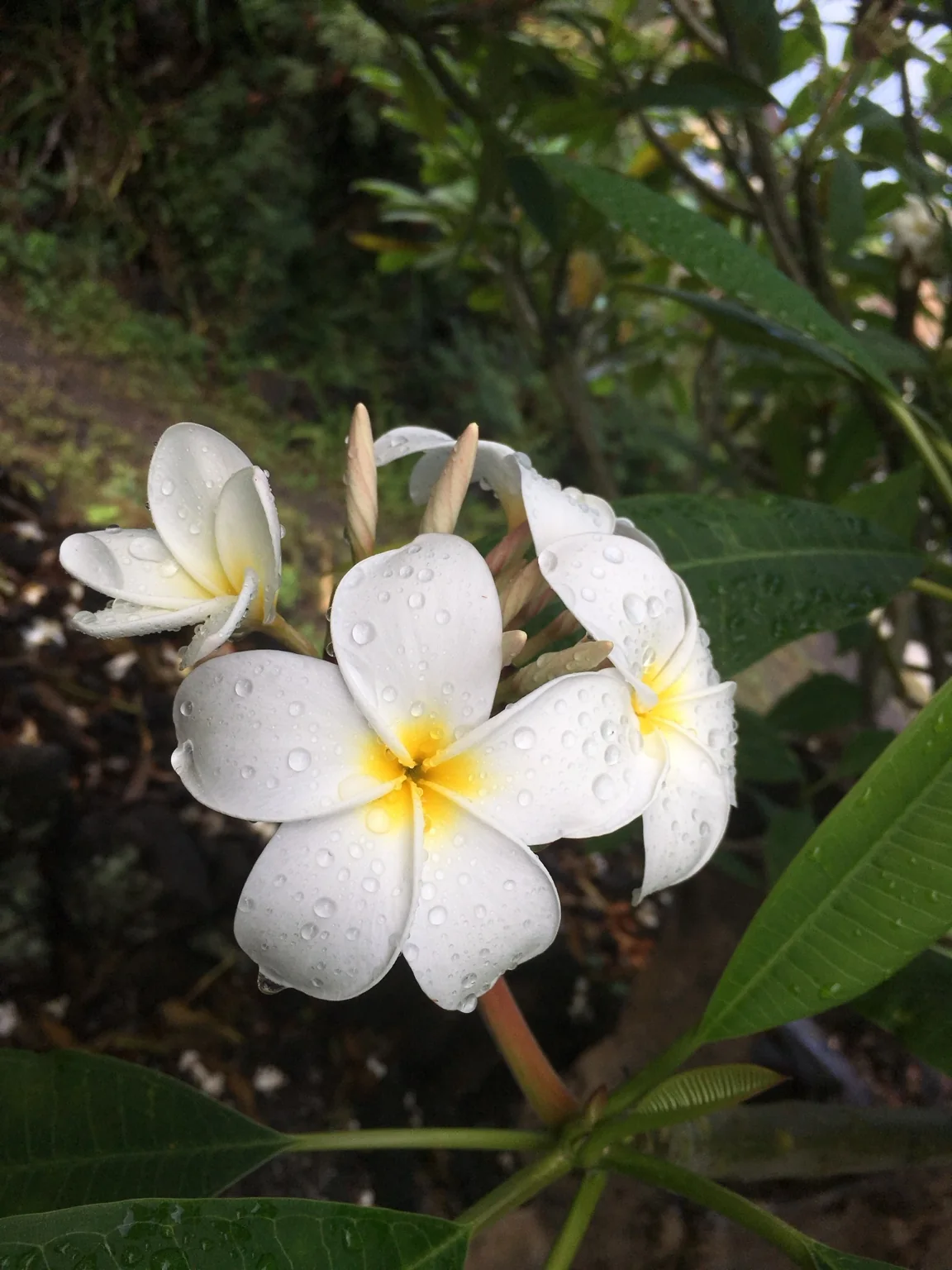 White plumeria flowers covered with raindrops